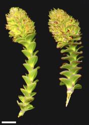 Veronica haastii. Infructescence. Scale = 10 mm.
 Image: M.J. Bayly & A.V. Kellow © Te Papa CC-BY-NC 3.0 NZ